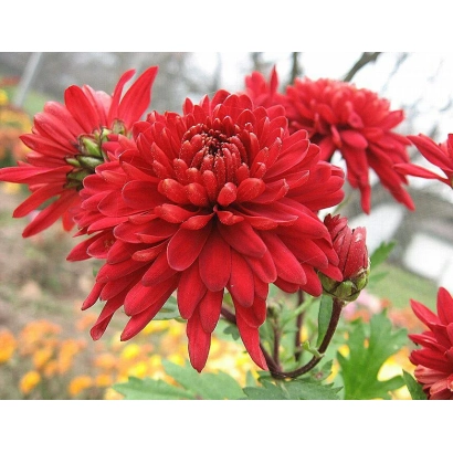 Red chrysanthemum in a field - Smuglyava Krasunya
