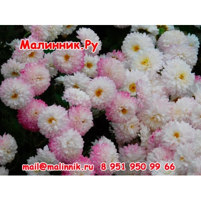 Крупный план белых и розовых хризантем на фоне зелени с надписью Малинник-Ру - Снижинка