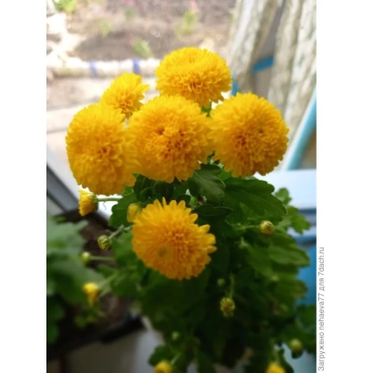 Желтая хризантема в горшке на подоконнике - Солнечная