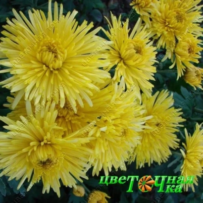 Жёлтые хризантемы на фоне зелёных листьев с логотипом цветочная - Сонечко