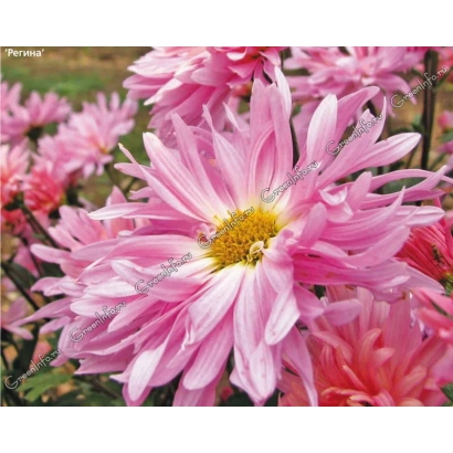 Pink chrysanthemum against green leaves - AIGUL LAND