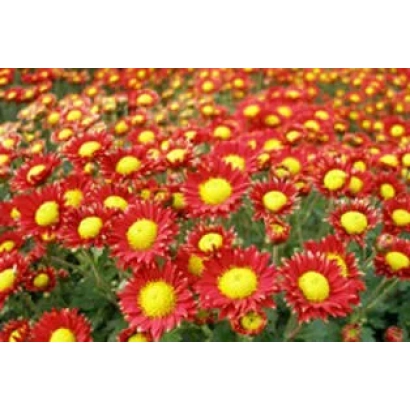 Поле червоних хризантем із жовтими центрами - СУХОЦВІТ