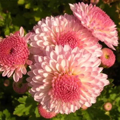 Pink chrysanthemums Tsyganochka on green background