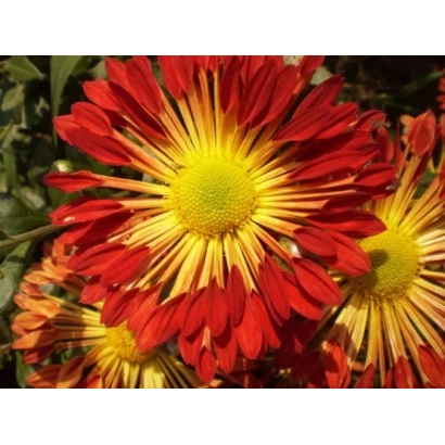 Красно-желтая хризантема - Украинский Серпанок