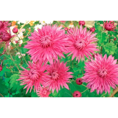 Розовые хризантемы на зелёном фоне - ВАЛЕНТИНА БУГОРКОВА