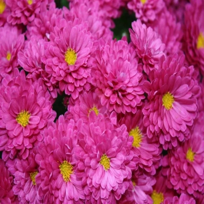 Pink chrysanthemums on background - Inspiration