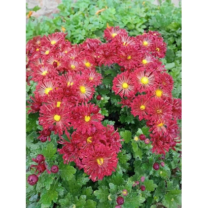 Красные хризантемы сорта Вересневий Бисер на фоне зелени