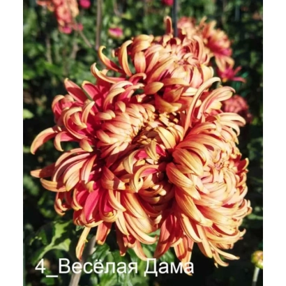 Chrysanthemum variety Merry Lady against green leaves