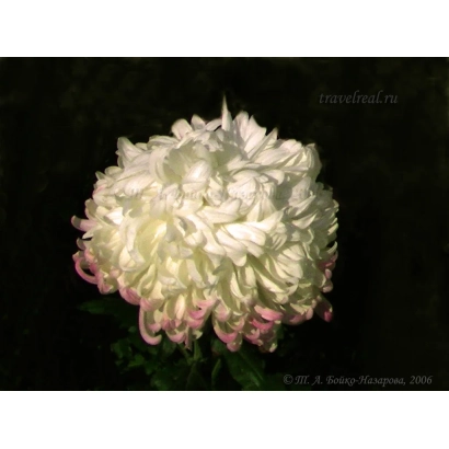 White chrysanthemum with pink petal edges on dark background - EASTERN SLAV