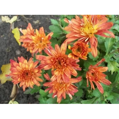 Красно-оранжевые хризантемы сорта Злата на грядке