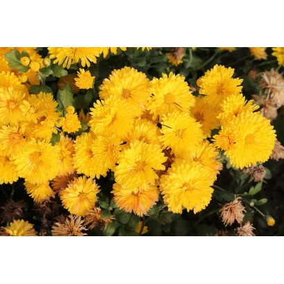 Желтая хризантема Золотоволоска на фоне зелени