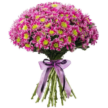 Bouquet of chrysanthemums variety HOLY STAR CHRYSANTHEMUM