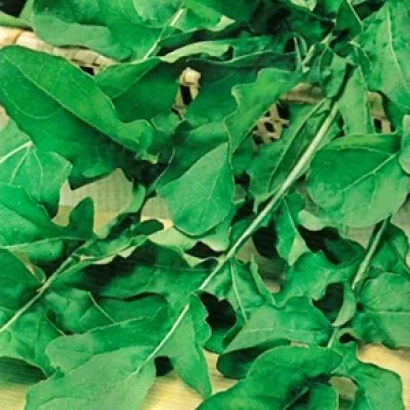 Свежие зеленые листья индау - Русалочка