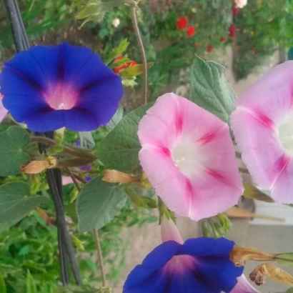 Квіти іпомея: сині та рожеві квіти на фоні зелені - Райський Навіс Рожевий