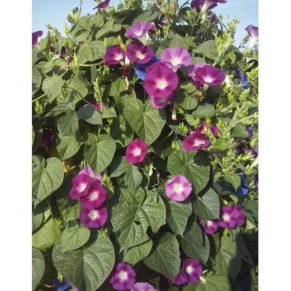 Червона Шаль — квітуча іпомея з фіолетовими квітами