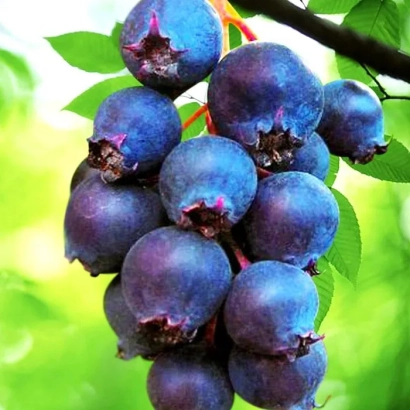 Спелые ягоды ирги на ветке - Звездная Ночь