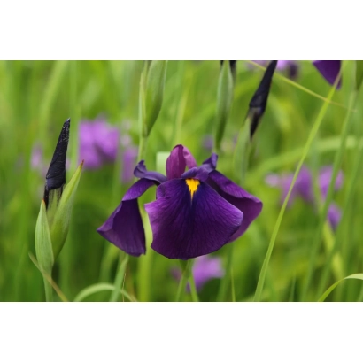 Purple iris in green grass - Altai