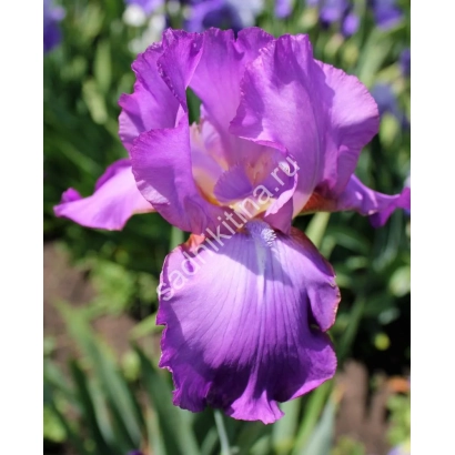 Purple iris against green foliage - AMETHYST VNIISSOCA