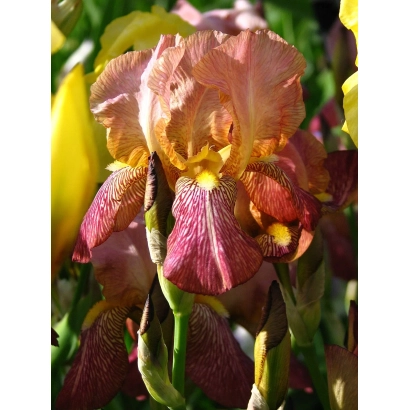 Крупний план квітки ірису з рожево-фіолетовими пелюстками на фоні зелених листків. - АНДРІЙ КНЯЗЕВ