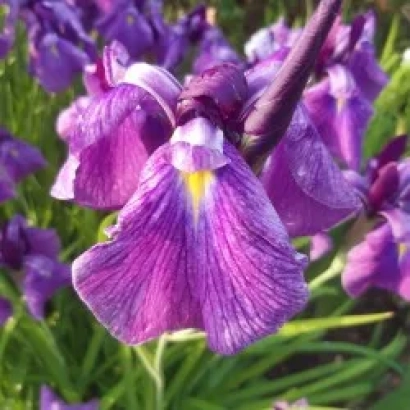 Фіолетові квіти ірису на зеленому фоні - АРКАЇМ