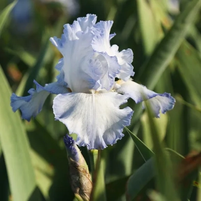 Iris flower against green foliage - Balet