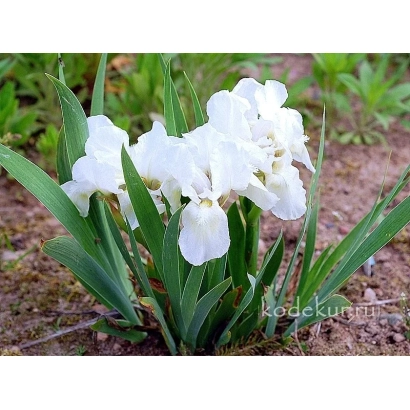 White Dwarf — white iris in garden bed