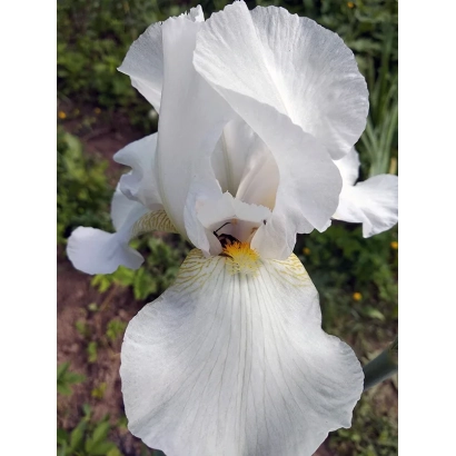 White iris flower WHITE VNIISSOCA against green background