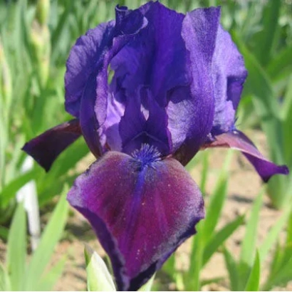 Purple iris flower against green foliage - Bingo
