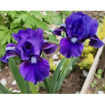 Purple irises against green foliage - BORDER IRIS BLUE
