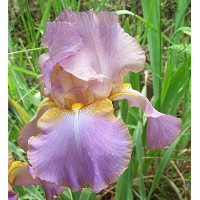 Фиолетовый ирис на зеленом фоне - Дежавю