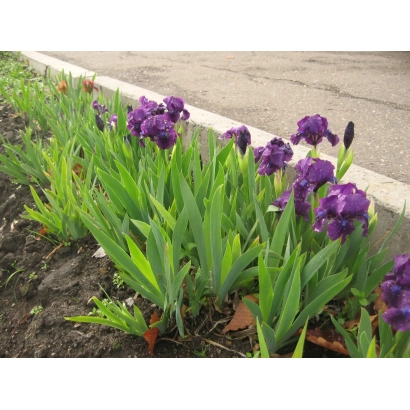 Фіолетові іриси в квітнику - ДИ́ТИНО НІЧІ