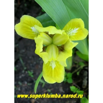 Желтый цветок ириса на фоне зелени, без названия продукта - ЭЙПРИЛ ЭКСЭНТ