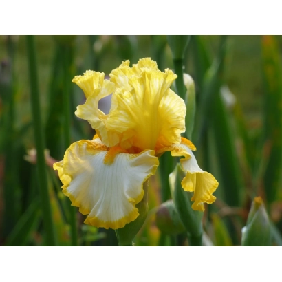 Yellow-white iris against green foliage - ELEGY