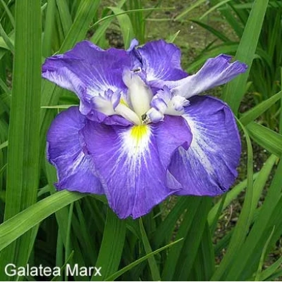 Фіолетовий ірис Галатея Маркс на зеленому фоні