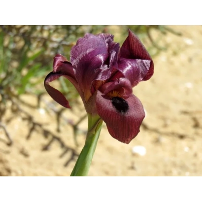 Темно-фіолетова квітка ірису на фоні піску - ГАЛИНА ЛЕВКО