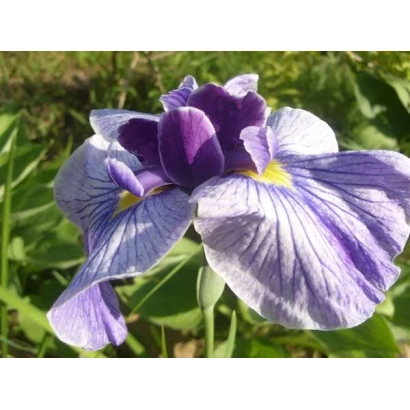 Фиолетовый ирис на зеленом фоне - Горянинский