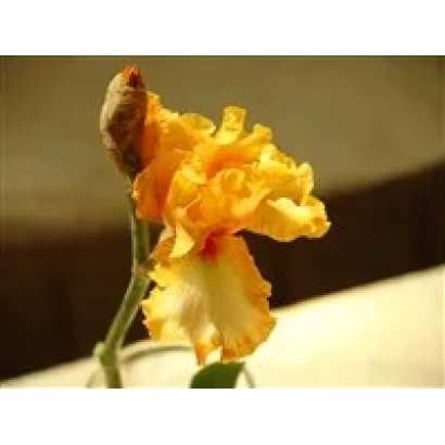 Yellow iris flower on a light background - GUARD