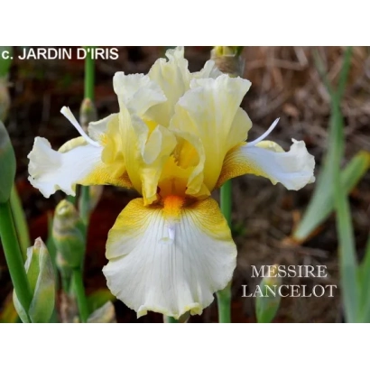 Yellow-white iris variety Lancelot against green foliage