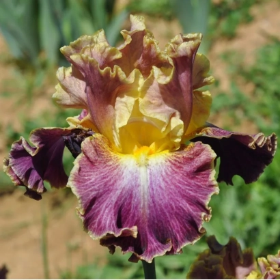 Close-up of a Maestro iris flower with purple and yellow petals against green foliage