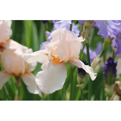 Марина Раскова