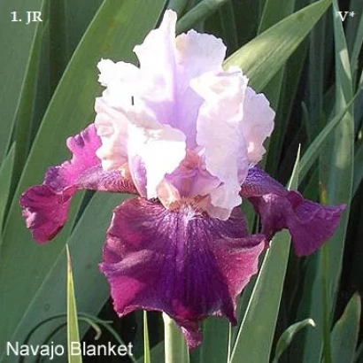 Цветок ириса сорта Navajo Blanket на фоне листьев - НАВАХО БЛАНКЕТ