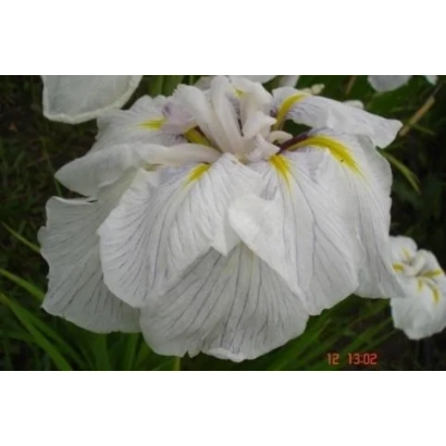 Белый ирис с желтыми прожилками на лепестках - НЕКРАСЫ
