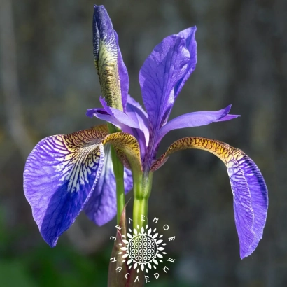 Цветок ириса фиолетового цвета с зелёным стеблем на фоне природы. - Номмо