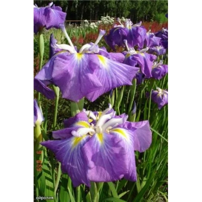 Фото фиолетовых ирисов на зеленом фоне - ОЙРОТИЯ