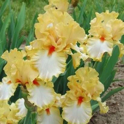 Жовті іриси на клумбі - ОЛІМПІЙСЬКИЙ