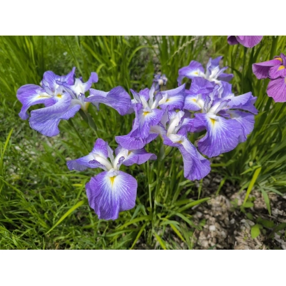 Фиолетовые ирисы на зеленом фоне - ПАВЛА