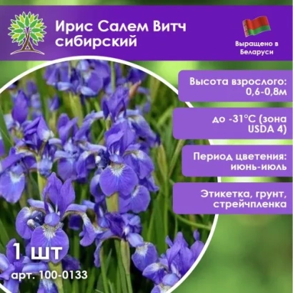 Пакет с семенами ириса Салем Витч сибирский - САЛЯМ