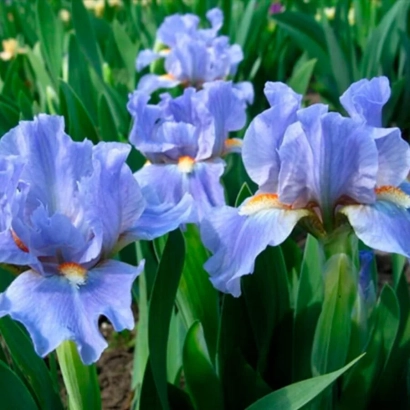 Сині іриси на зеленому фоні - Сапфір