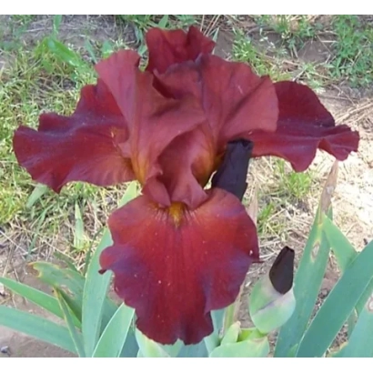 Red iris flower in a natural setting - Spartan