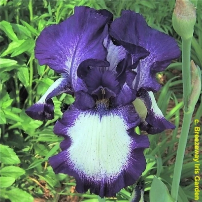 Purple iris with white central part on green background - Stepping Out \ Stepping Out